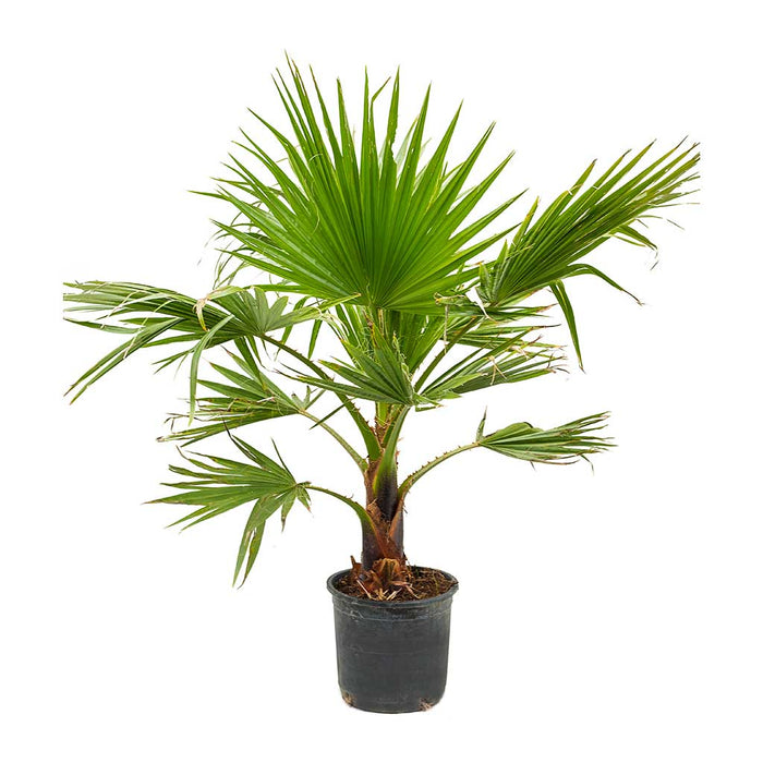 Washingtonia-robusta-Mexican-Fan-Palm