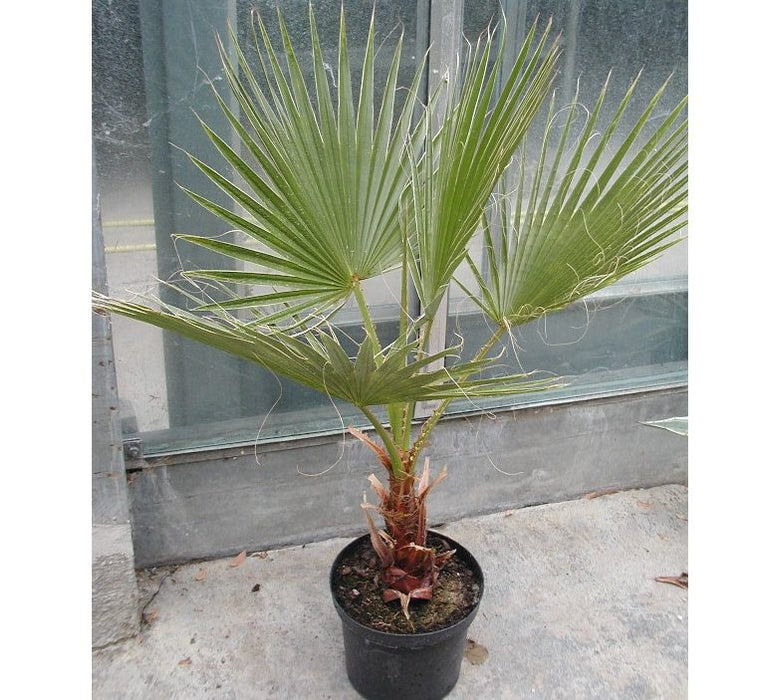 Washingtonia Robusta "Mexican Fan Palm"