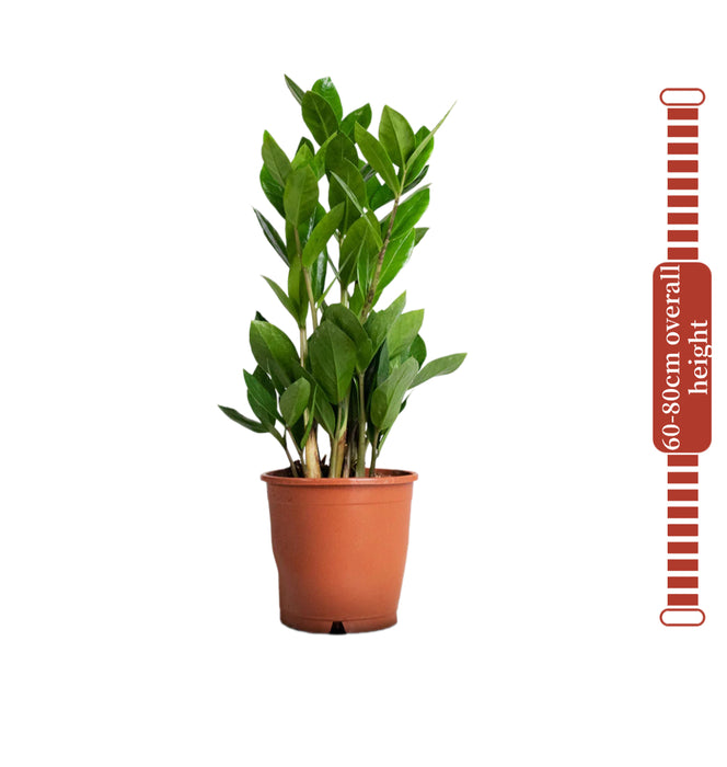 Zamioculcas Zamiifolia