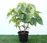 Acalypha Wilkesiana "Acalypha Tahiti" 0.3 - 0.5m - Greensouq -