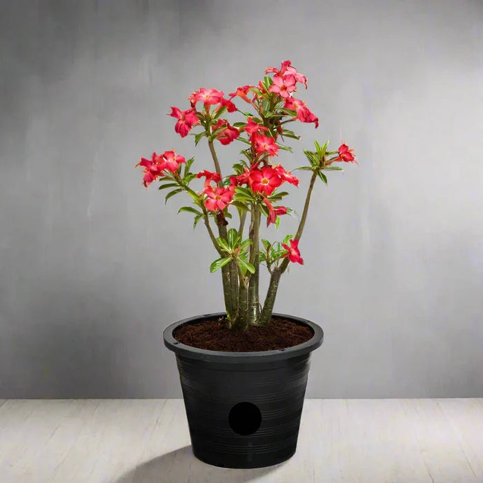 Adenium Obesum Or Desert Rose وردة الصحراء - Greensouq -