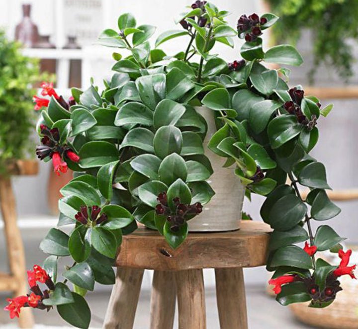Aeschynanthus or Mona Lisa - Greensouq -