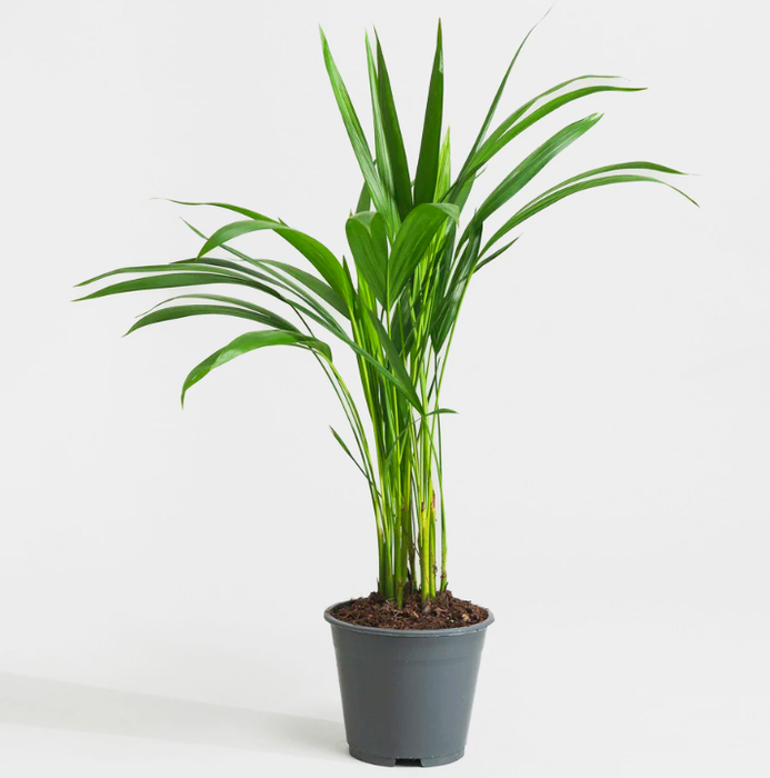 Areca Palm Holland or Chrysalidocarpus Lutescens
