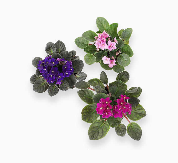 Saintpaulia or African Violets 12 – 15cm