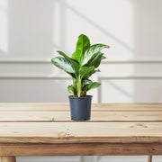 Aglaonema Pattaya Beauty - Greensouq -