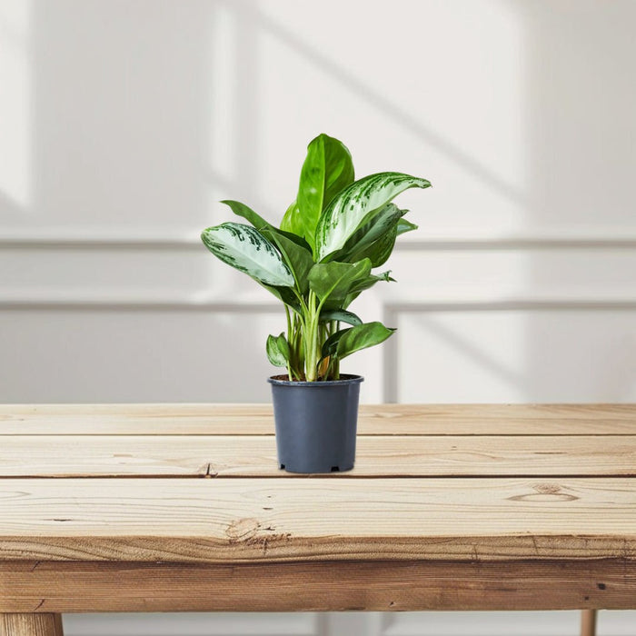 Aglaonema Pattaya Beauty - Greensouq -