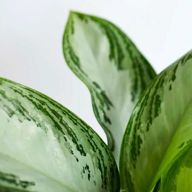 Aglaonema Pattaya Beauty - Greensouq -
