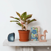 Aglaonema Sp (wishes) - Greensouq -