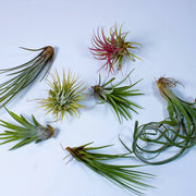 Air Plant 4 - 10cm - Greensouq -