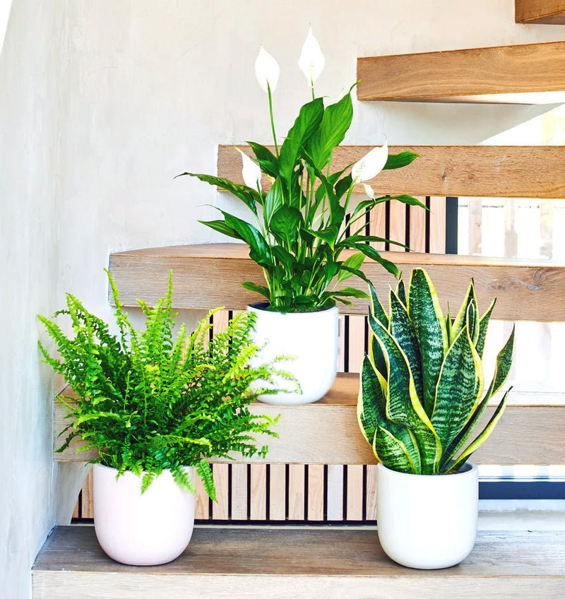 Air Purifying Large Plants Bundle in White Ceramics Pot (Peace Lily 110 - 120cm, Boston Fern 70 - 75cm, Snake Plant 60 - 80cm) - Greensouq -