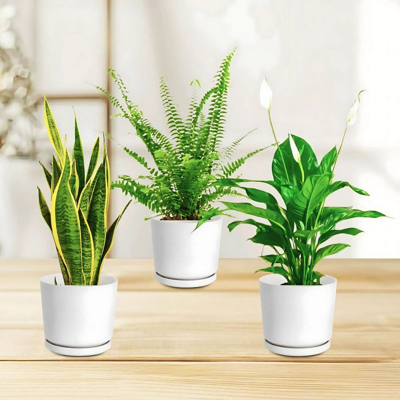 Air Purifying Plants Bundle (Boston Fern 20 - 25cm, Snake Plant 20 - 25 cm, Peace Lily 30 - 40 cm ) - Greensouq -
