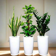 Air Purifying Plants Premium Bundle - Greensouq -