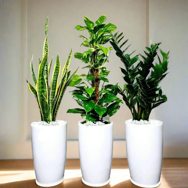 Air Purifying Plants Premium Bundle - Greensouq -