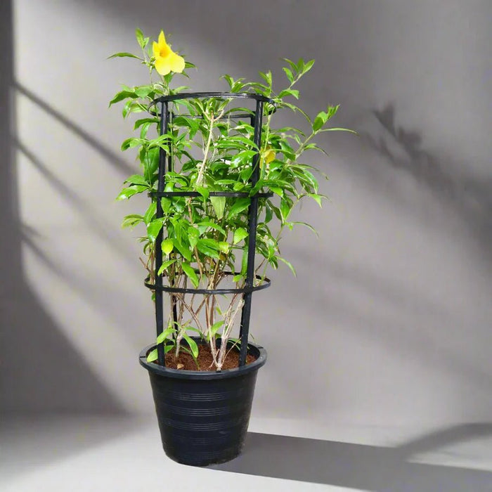 Allamanda Cathartica or Golden Trumpet 70 - 90cm - Greensouq -