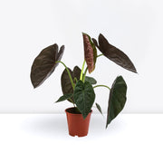 Alocasia Wentii "Hardy Elephant's Ear" 30 - 40cm - Greensouq -