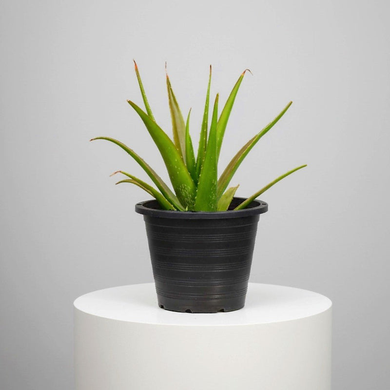 Aloe Vera, Medicina Aloe, Savila Or الألوة فيرا - Greensouq -