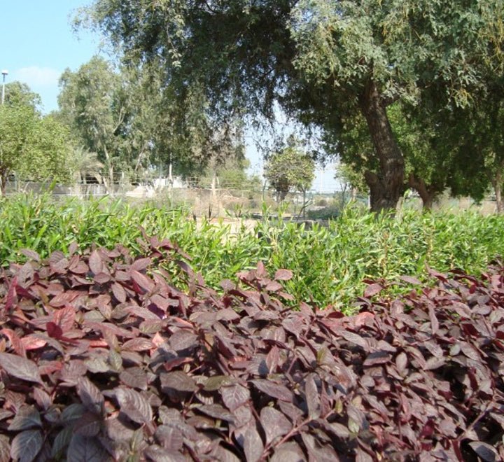 Alternanthera 'Purple Knight' - Greensouq -