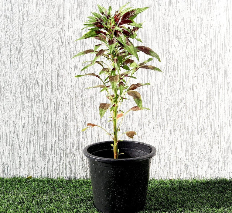 Amaranthus Tricolor 0.3 - 0.4m - Greensouq -