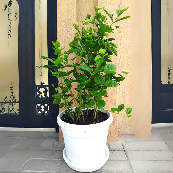 Arabian Jasmine Motia "Jasminum Sambac" - Greensouq -