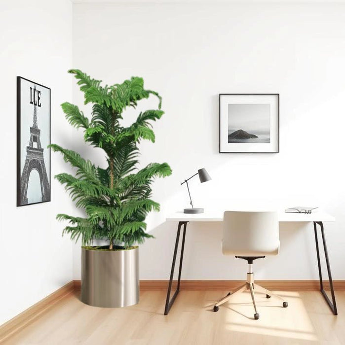 Araucaria Heterophylla in Stainless Steel Pot - Greensouq -
