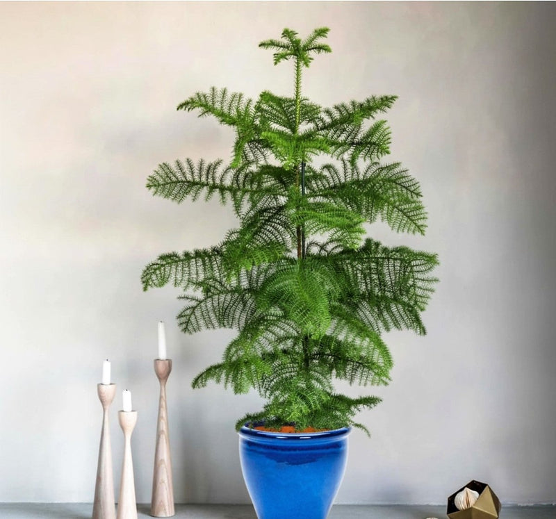 Araucaria Heterophylla Indoor "Norfolk Island Pine" - Greensouq -