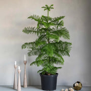Araucaria Heterophylla Indoor "Norfolk Island Pine" - Greensouq -