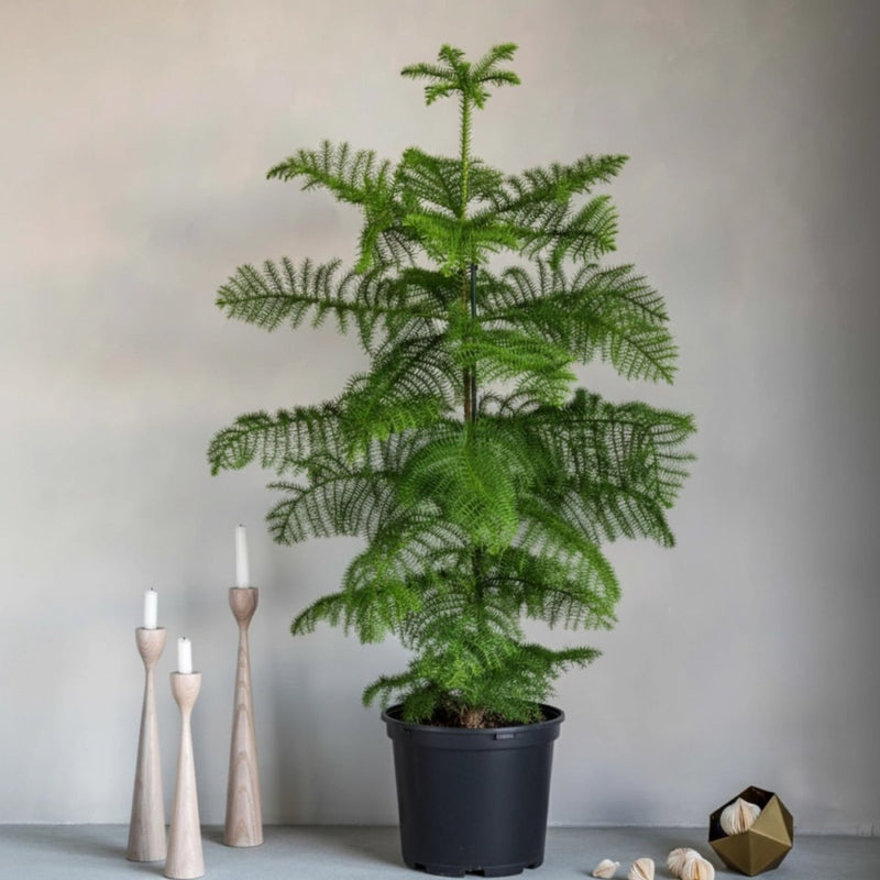 Araucaria Heterophylla Indoor "Norfolk Island Pine" - Greensouq -