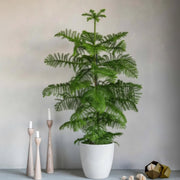 Araucaria Heterophylla Indoor "Norfolk Island Pine" - Greensouq -