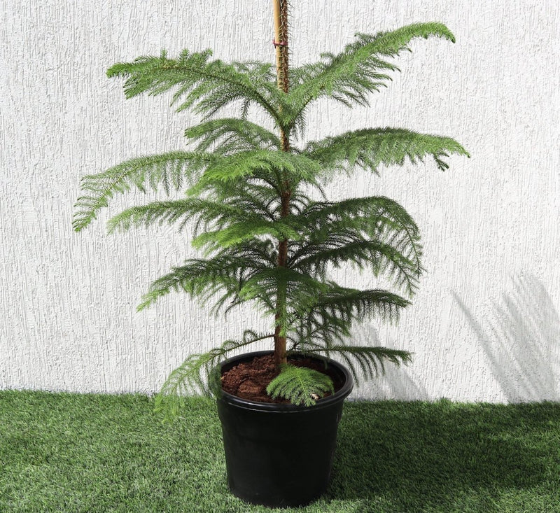 Araucaria Heterophylla Indoor "Norfolk Island Pine" - Greensouq -
