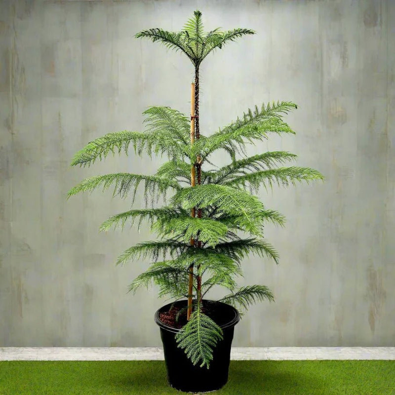 Araucaria Heterophylla Indoor "Norfolk Island Pine" - Greensouq -