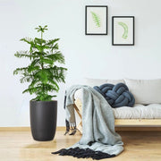 Araucaria Heterophylla Indoor "Norfolk Island Pine" - Greensouq -