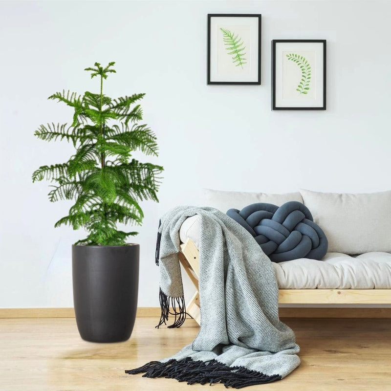 Araucaria Heterophylla Indoor "Norfolk Island Pine" - Greensouq -