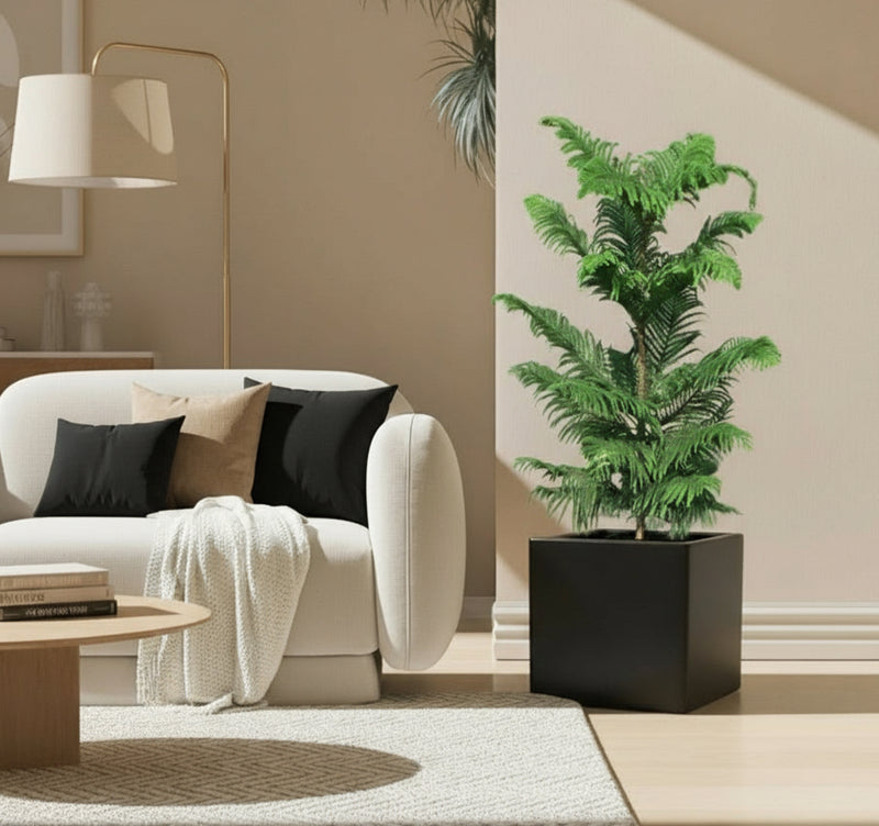 Araucaria Heterophylla Indoor "Norfolk Island Pine" in Grp Square Pot 40x40 - Greensouq -