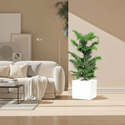 Araucaria Heterophylla Indoor "Norfolk Island Pine" in Grp Square Pot 40x40 - Greensouq -