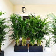 Areca Palm 1.2 - 1.5m Outdoor In Fiber Glass Pot (GRP)(70x30x30) - Greensouq -
