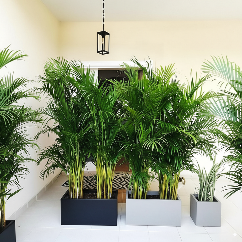 Areca Palm  1.2-1.5m Outdoor In Fiber Glass Pot (GRP)(70x30x30)
