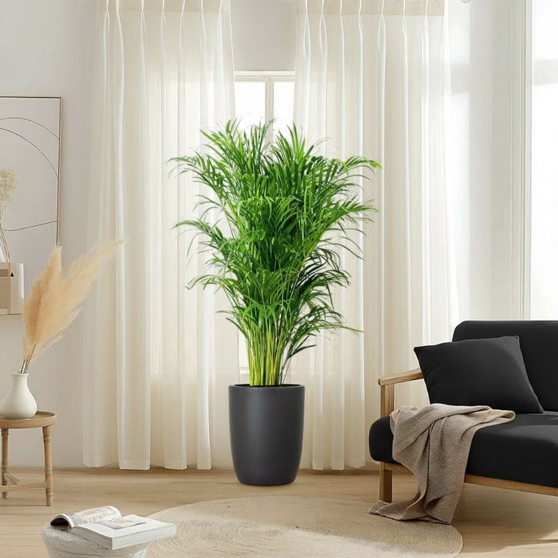 Areca Palm Holland in Black Ceramic Pot 1 - 1.2m - Greensouq -