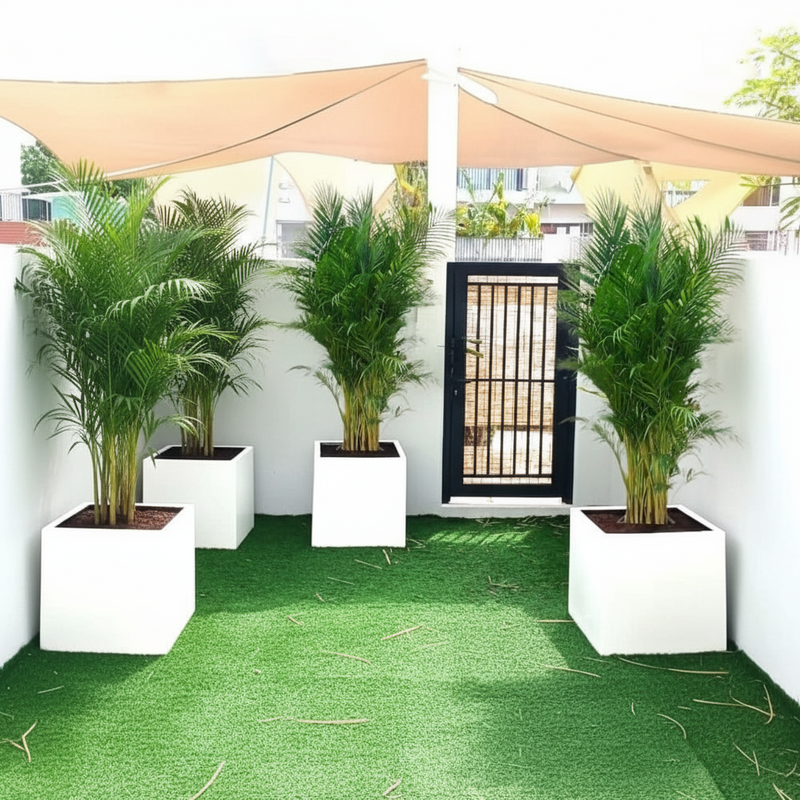 Areca Palm in Grp 40x40 White Square Pot 1.5-2.0m (outdoor)