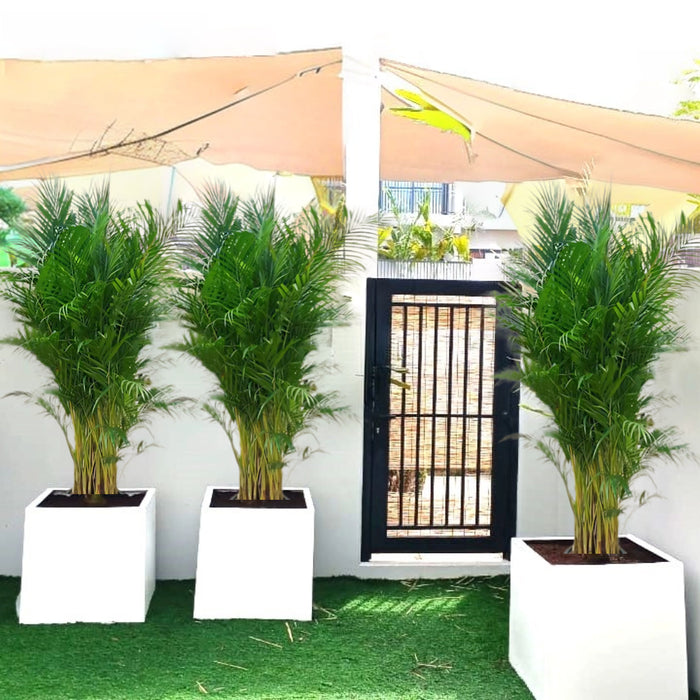 areca palm outdoor in grp pot