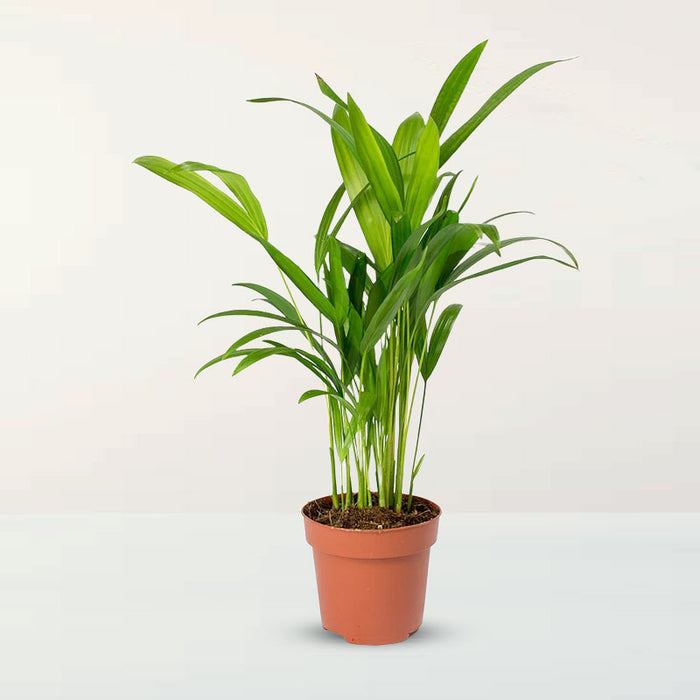 Mini Areca Palm 30-40cm