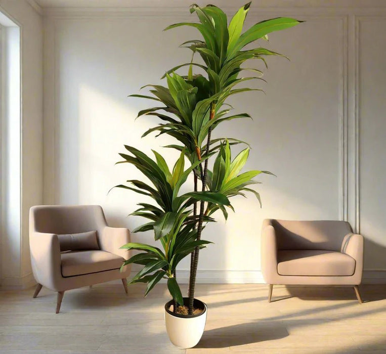 Artificial Dracaena Compacta 150cm - Greensouq -