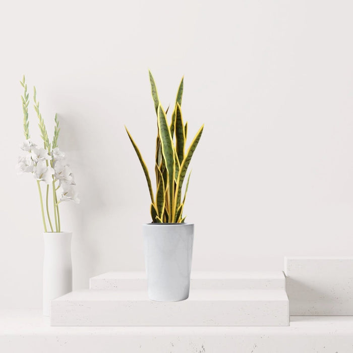 Artificial Sansevieria trifasciata "Snake Plant" 95cm - Greensouq -
