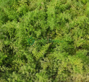 Asparagus Sprengeri, Emerald Feather or Emerald fern "Sprenger's Asparagus" - Greensouq -
