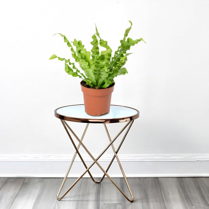 Asplenium Nidus or Bird's Nest Fern 50-60cm spread
