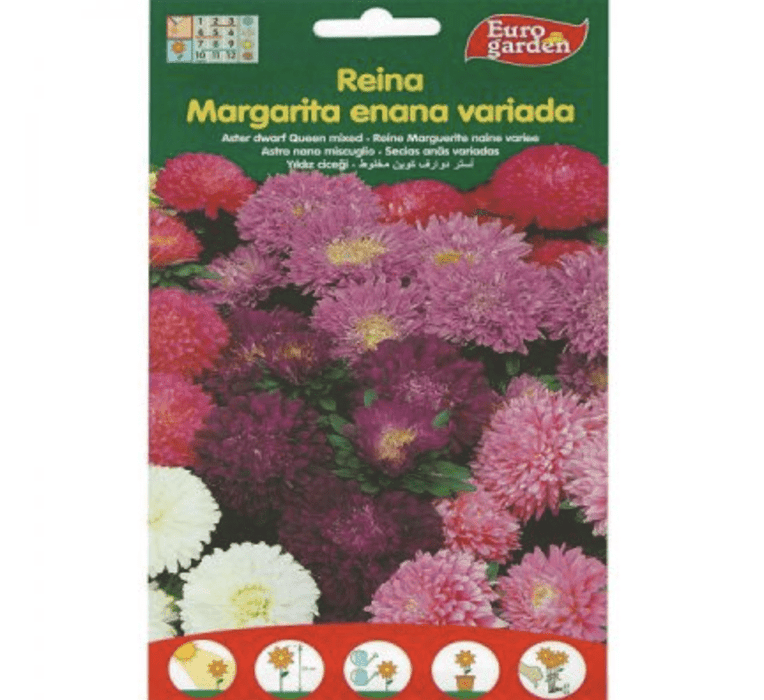 Aster Dwarf Queen Mix Premium Quality Seeds by EuroGarden - Greensouq -