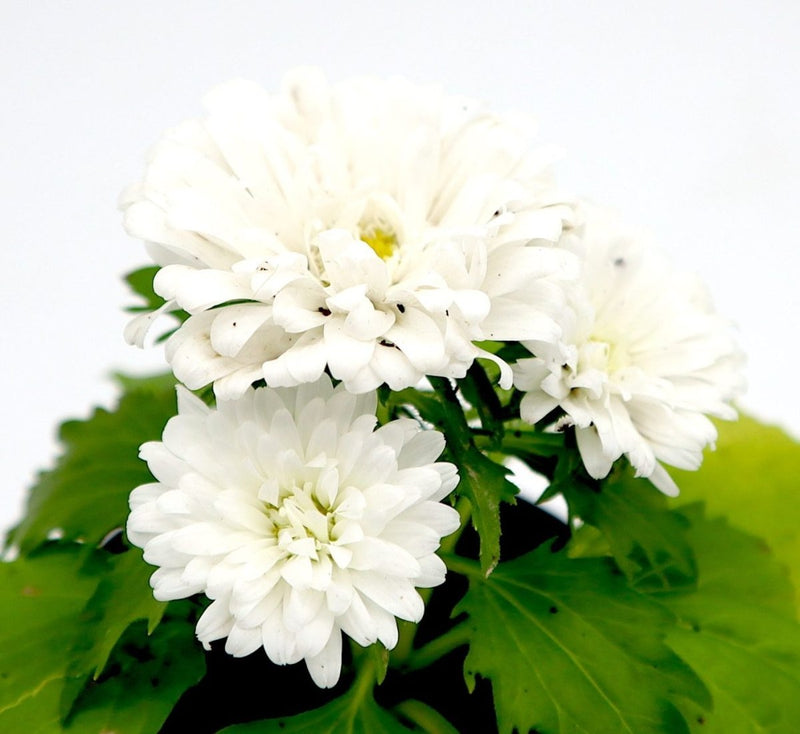 Aster Seasonal Mix Flowering Plant in 2ltr Pot - Greensouq -