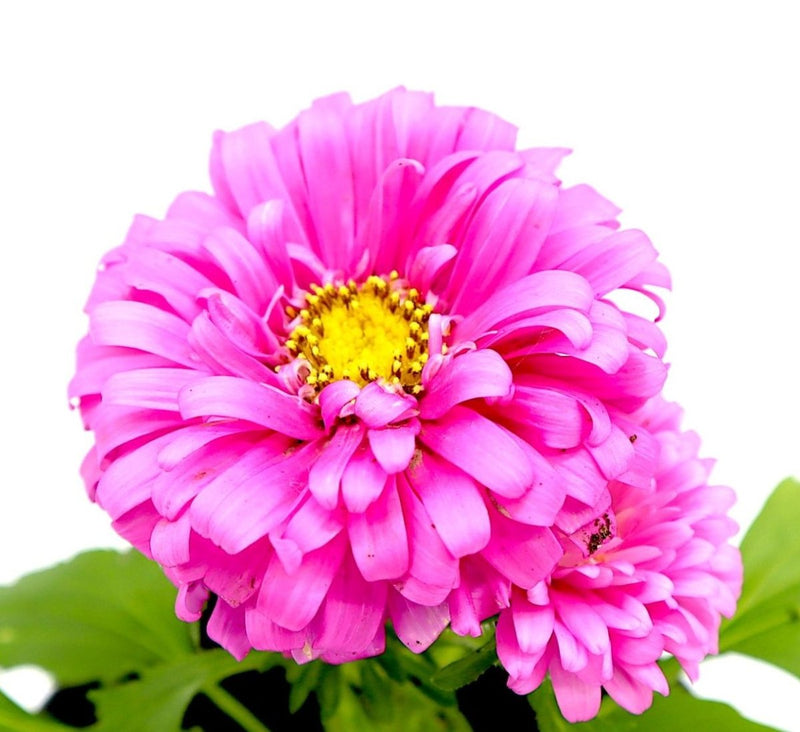 Aster Seasonal Mix Flowering Plant in 2ltr Pot - Greensouq -