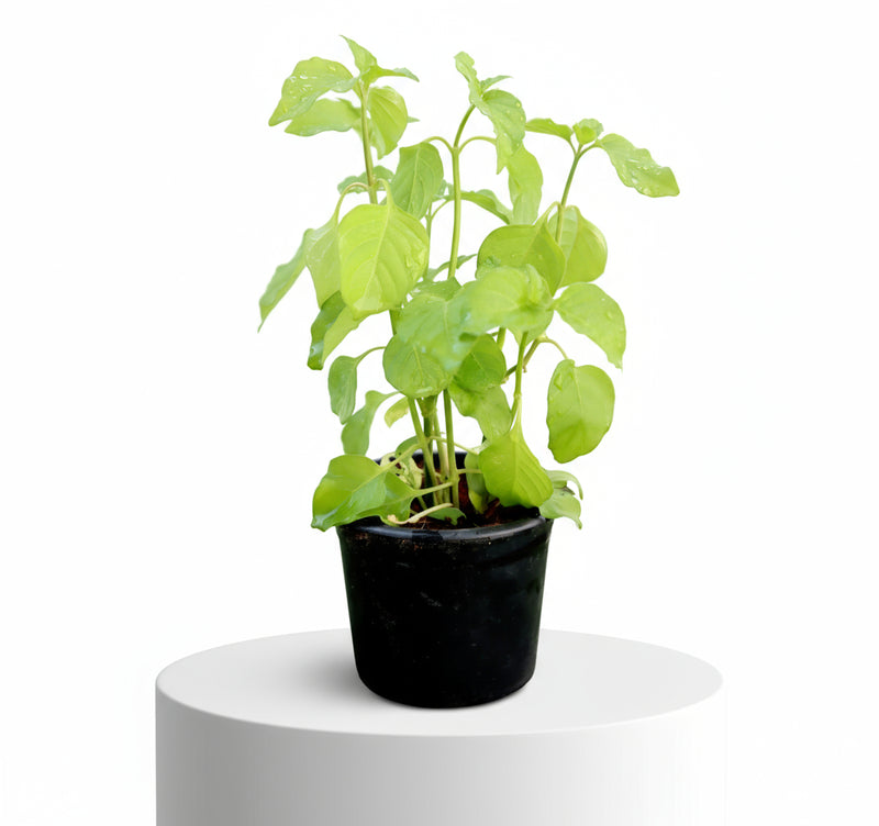 Asystasia Gangetica Green "Chinese Violet" 10 - 15cm - Greensouq -
