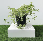 Asystasia Gangetica Variegata "Chinese Violet" 6ltr pot - Greensouq -