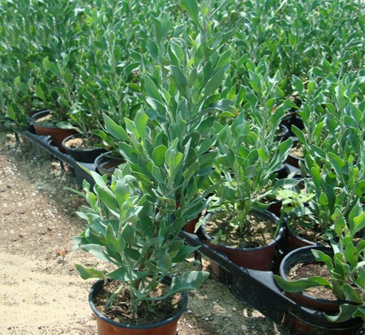 Atriplex semibaccata " Berry SaltBush" - Greensouq -
